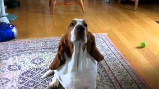 HAL basset hound  his Monday routine [upl. by Anestassia]