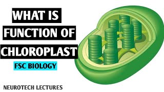 Chloroplast Structure and function animated [upl. by Peg]