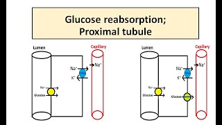 Proximal Convoluted Tubule  Tubular Reabsorption  Transport Maximum for Glucose  Renal Physio [upl. by Nesyla]