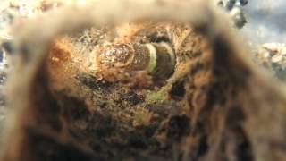 Hydrdopsychid caddisfly feeding [upl. by Ogir]