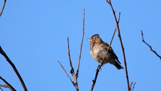 Woodlark Singing 4K [upl. by La]