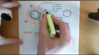 Asthma and Antiasthmatic Drugs Part 2 [upl. by Anan605]