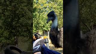 Ernie eats my shoe emu shenanigans farmlife [upl. by Norac442]