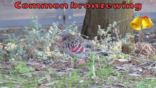 A common bronzewing pigeon and musical ringing bells [upl. by Redienhcs199]