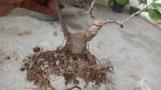 ficus retusa grafting ficus micro carpa Bonsai ficus tips and tricks [upl. by Baras462]