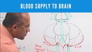 Blood Supply to Brain  Circle of Willis  Neuroanatomy [upl. by Schaaff]