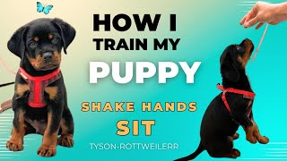 How I Train My Rottweiler Puppy  shakes hands and Sit [upl. by Aitnauq]