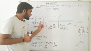 JAKSTAT signalling pathwayCSIR NET In Hindi [upl. by Gervase407]