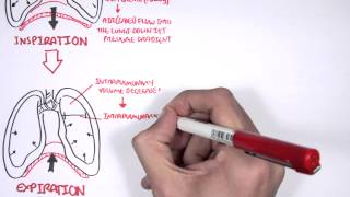 Mechanism of Breathing [upl. by Airtal]