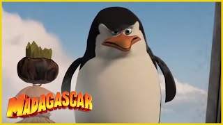 DreamWorks Madagascar en Español Latino  Los Pinguinos de Madagascar Escenas Graciosas [upl. by Bobbye]