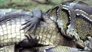 Python eats Alligator 04 Time Lapse Speed x24 [upl. by Etheline]