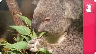 Bindi amp Robert Irwin feature  April The Koala  Growing Up Wild [upl. by Ymmit]