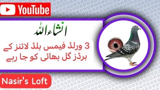 Three Top Class Birds  World Famous Blood Lines  3 ورلڈ فیمس بلڈ لائنز کےبرڈز  racing pigeons [upl. by Acinehs]