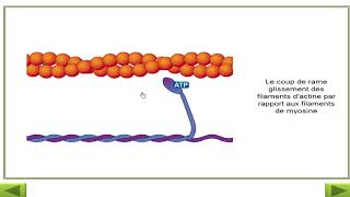 The Mechanism of Muscle Contraction Sarcomeres Action Potential and the Neuromuscular Junction [upl. by Telracs]