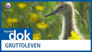 FRYSLAN DOK Gruttoleven [upl. by Ecyned]