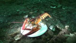 Lobsters Gone Wildwmv [upl. by Leopoldeen]