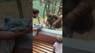 Orangutan Loves Baby 😱😱😱 Orangutan LouisvilleZoo Sweet Cute Animal AnimalAndBaby [upl. by Enohs]