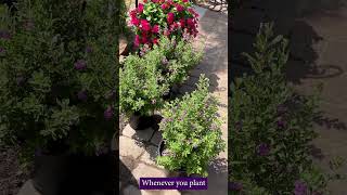 DeerResistant Gardening Tips 🦌 Protect Your Plants with These Simple Steps [upl. by Caesar]