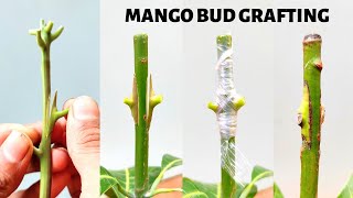 Mango Bud grafting new technique how to graft mango graft tree [upl. by Klinger]