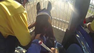 Trey Ellis trained horse jockey cam [upl. by Nylaret]