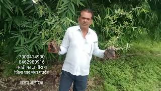 मात्र 20 रुपए में टुल्डा बांस का पौधा 70004149308462980916 bambooplants bamboofarming [upl. by Adnohsirk713]