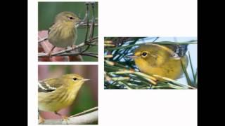 The Warbler Guide  Cornell Lab Monday Night Seminar [upl. by Atires]