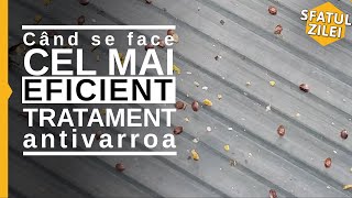 Când se face CEL MAI EFICIENT TRATAMENT antivarroa  Sfatul Zilei [upl. by Hanikehs]