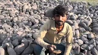 Guinea fowl farming is possible in Jammu Kashmir plz comment [upl. by Zebedee]