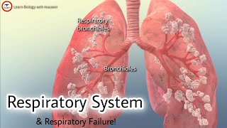 Respiratory System  Respiratory failure 3D video  respiratory biology [upl. by Alberto]