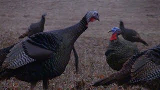 Exciting Fall Turkey Hunting Action [upl. by Moody]