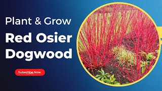 Red Osier Dogwood Planting Made Easy Tips for Successful Growth [upl. by Munniks]