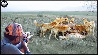 Amazing  How Australian Hunters Hunt Millions Of Dingoes That Attack Livestock  Wild Boar Hunting [upl. by Ardin]