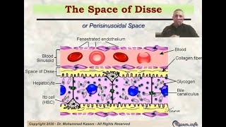 Histology of The Liver [upl. by Morganne582]