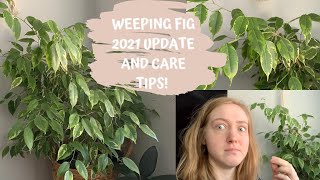 Weeping Fig 2021 Update  My Latest Care Tips for Ficus Benjamina [upl. by Hairej]