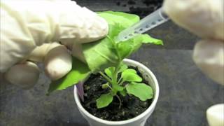 Plant Biology Agroinfiltration of the wild tobacco plant Nicotiana benthamiana [upl. by Ellinehc]