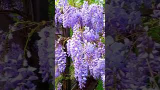 Wisteria flowers in full bloom [upl. by Maller]