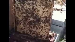 El maravilloso mundo de las abejas  The wonderful world of bees [upl. by Deraj]