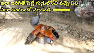 Guineafowl hen and chicken rooster  Young farmer A to Z Telugu [upl. by Vinna]