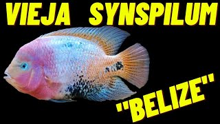 Vieja Synspilum quotBelizequot  21221 [upl. by Yrok]