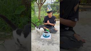 Cats birthday but… 😢😭😱cat kitten animals pets foryou shorts [upl. by Samalla23]