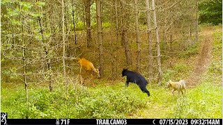 Best Trail Camera Videos Of The Month July 2023 [upl. by Lienet647]