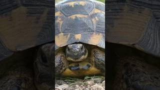 Curiosidades de las Tortugas 🐢 [upl. by Lamar]