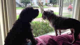 Schnoodle Barking [upl. by Anaele]