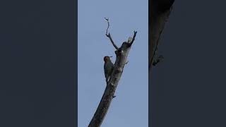 Redbellied Woodpecker calls churr [upl. by Tatia191]