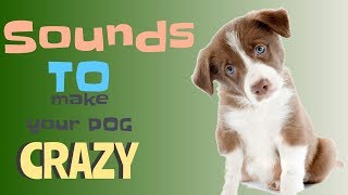 Sounds That Will Make Your Dog Tilt Their Head Doorbell I PROMISE [upl. by Anot928]