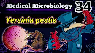 Yersinia pestis 🐀 شرح بالعربي البكتيريا المسببه للطاعون [upl. by Aical]