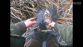 Muskrat Trapping Muskrat Madness [upl. by Ennirac505]