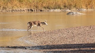 Chronic Wasting Disease  NDGNF [upl. by Freeland761]