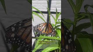 Did you know monarch butterfly wingspan ranges monarchbutterfly insectfacts [upl. by Ruvolo400]