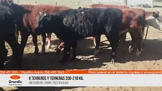 8 TERNEROS Y TERNERAS 200210 KG [upl. by Aix316]